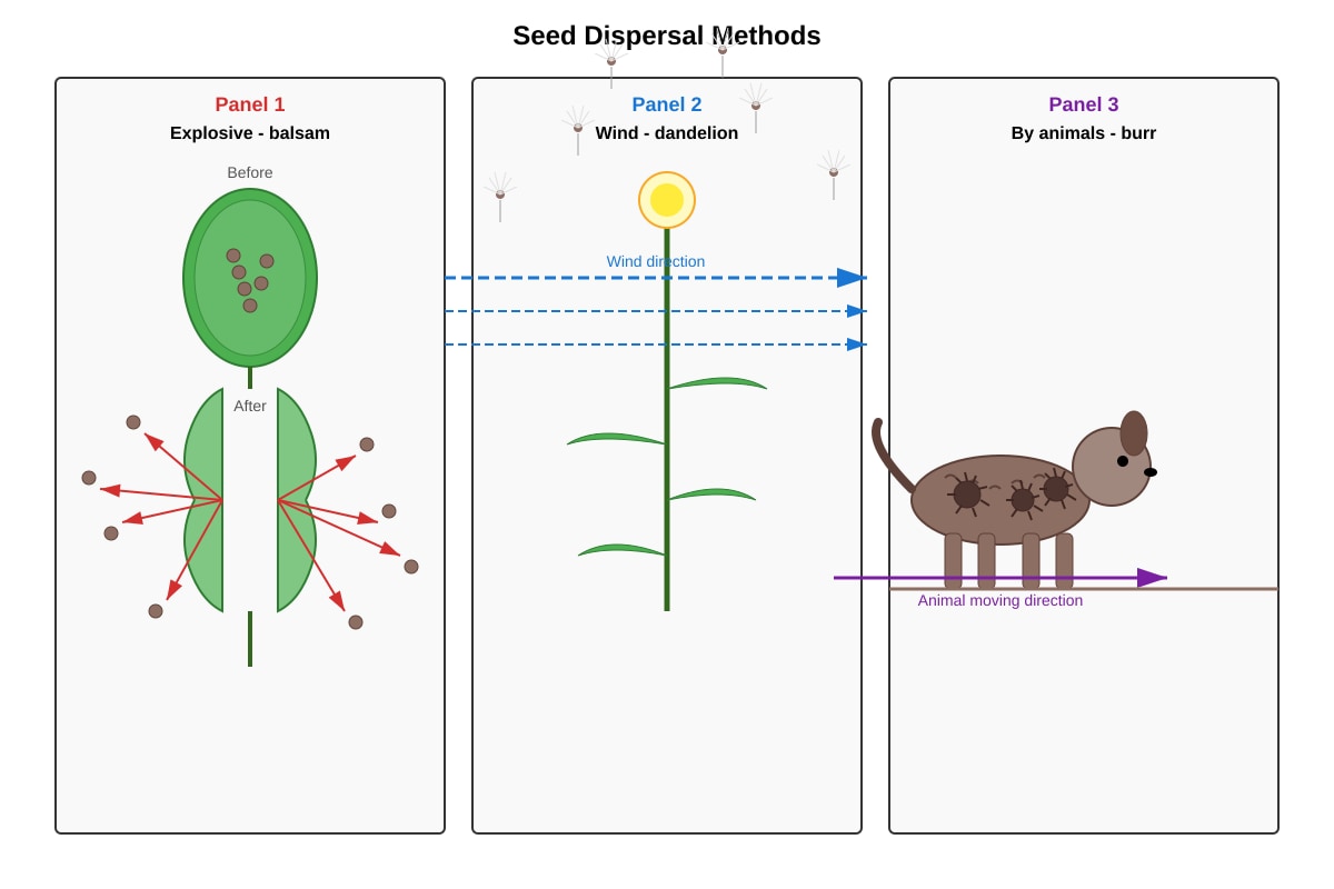Diagram for Q26 (P6 Science)