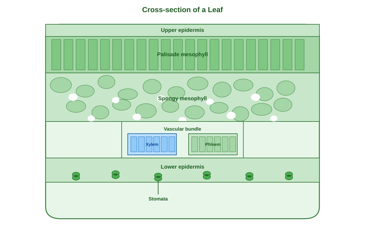 Diagram for Q16 (P4 Science)