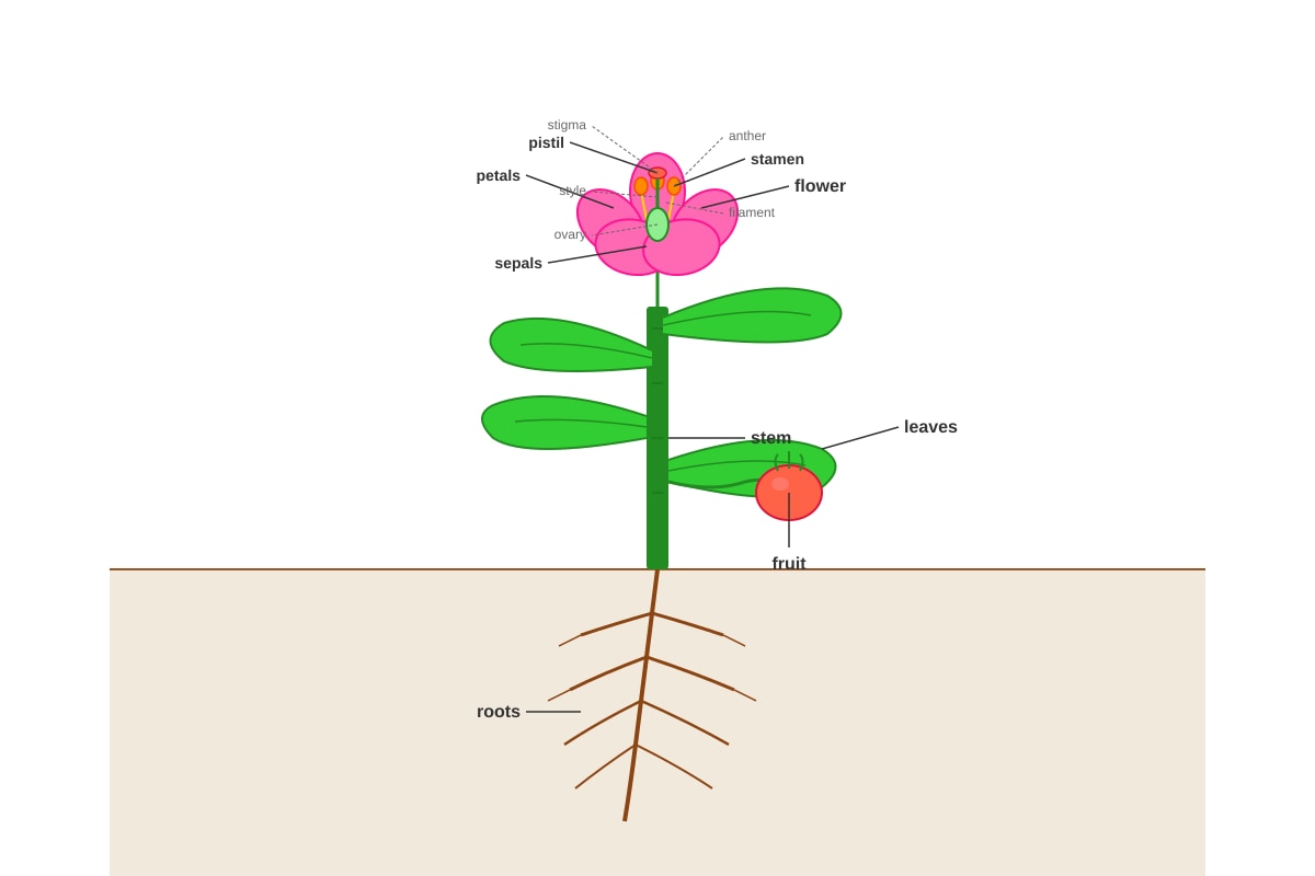 Diagram for Q1 (P5 Science)
