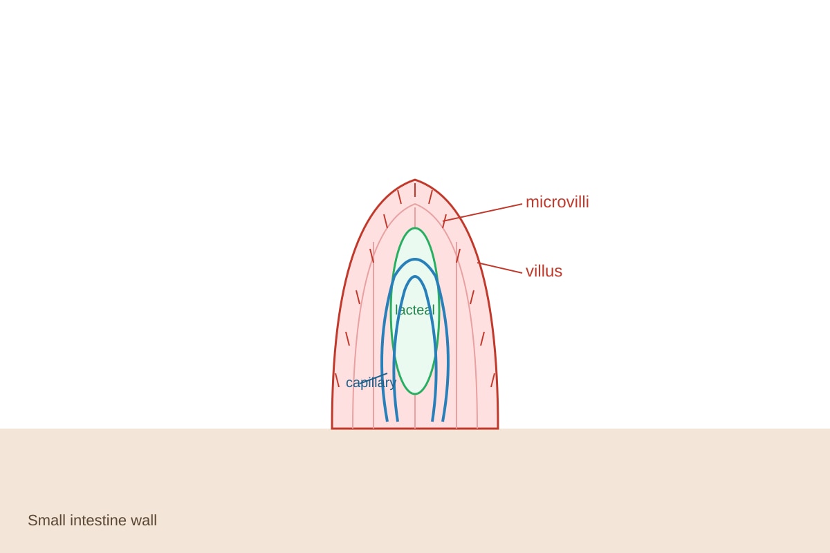 Diagram for Q18 (OLEVEL Biology)