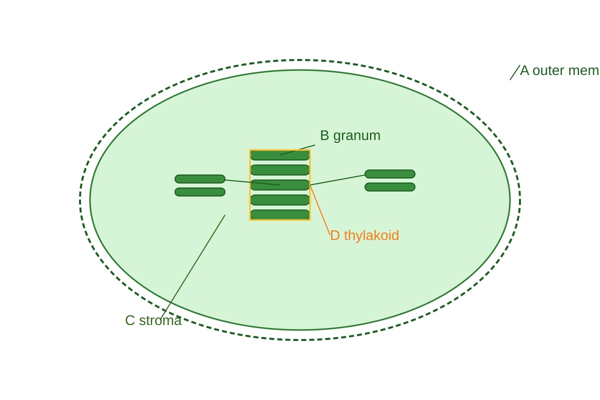 Diagram for Q11 (ALEVEL Biology H2)