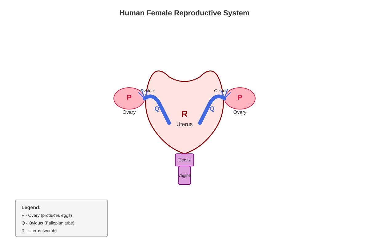 Diagram for Q17 (P5 Science)