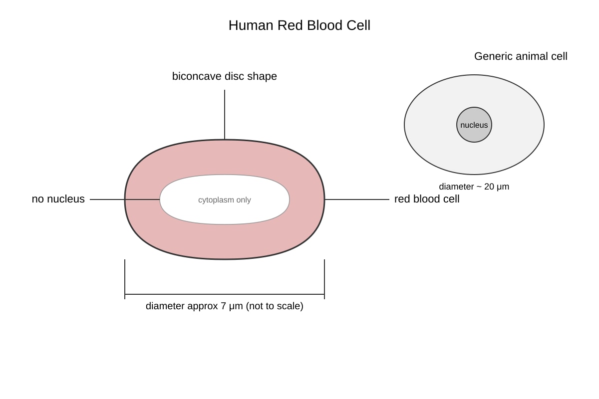 Diagram for Q4 (OLEVEL Biology)