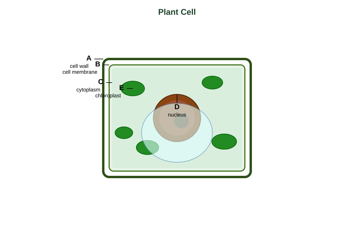 Diagram for Q42 (P5 Science)