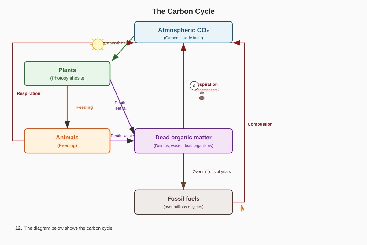 Diagram for Q12 (ALEVEL Biology H1)