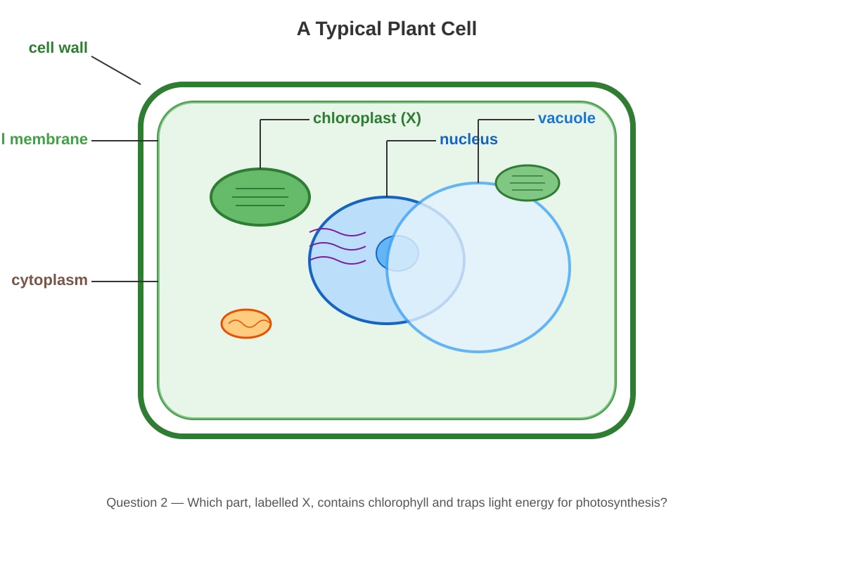 Diagram for Q1 (P5 Science)