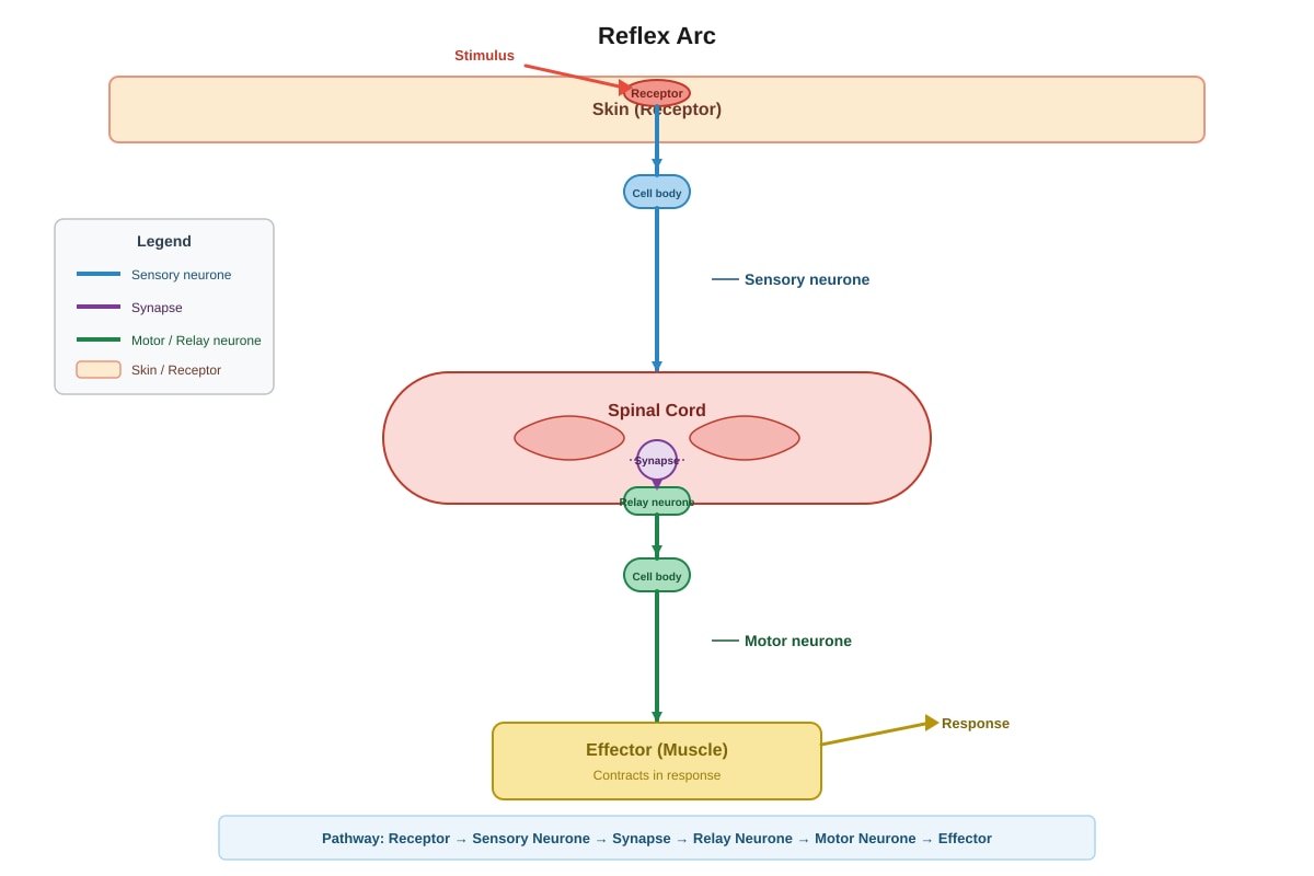 Diagram for placeholder 3 (SEC4 Pure Biology)