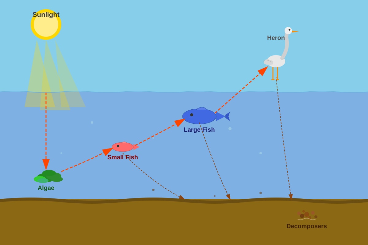 Diagram for Q20 (P6 Science)