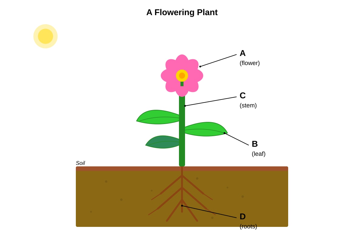 Diagram for Q7 (P3 Science)
