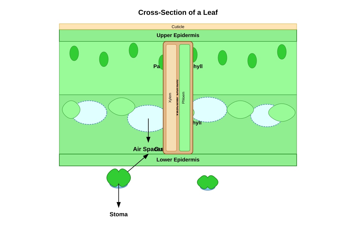Diagram for Q16 (P5 Science)