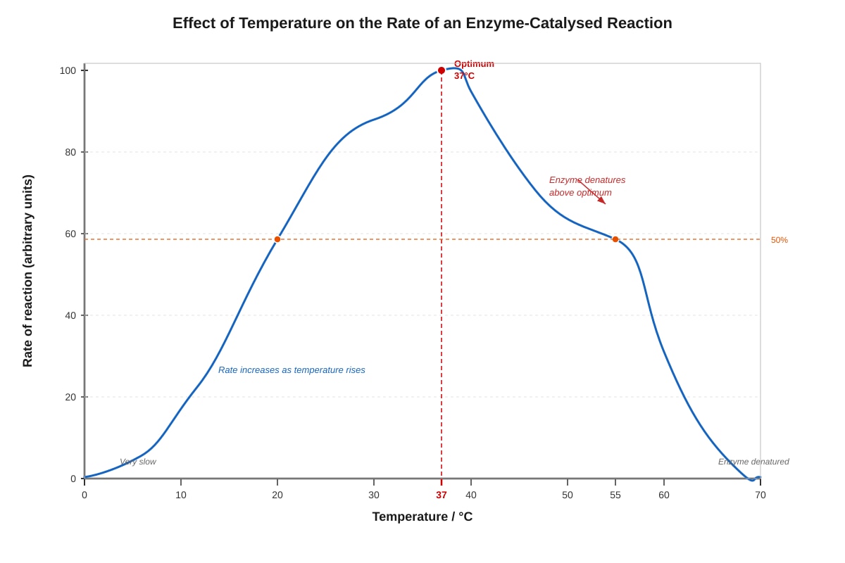 Graph for Q5 (SEC3 Biology)