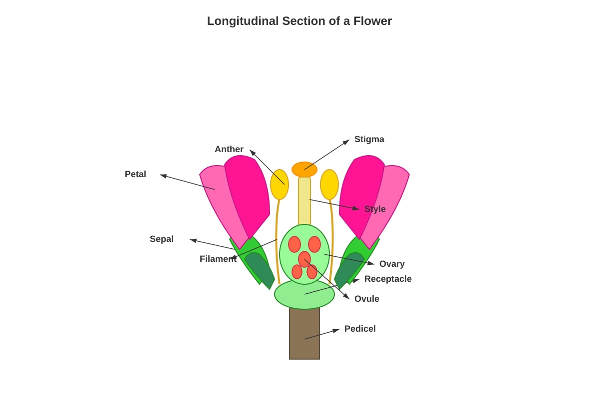 Diagram for Q8 (P6 Science)
