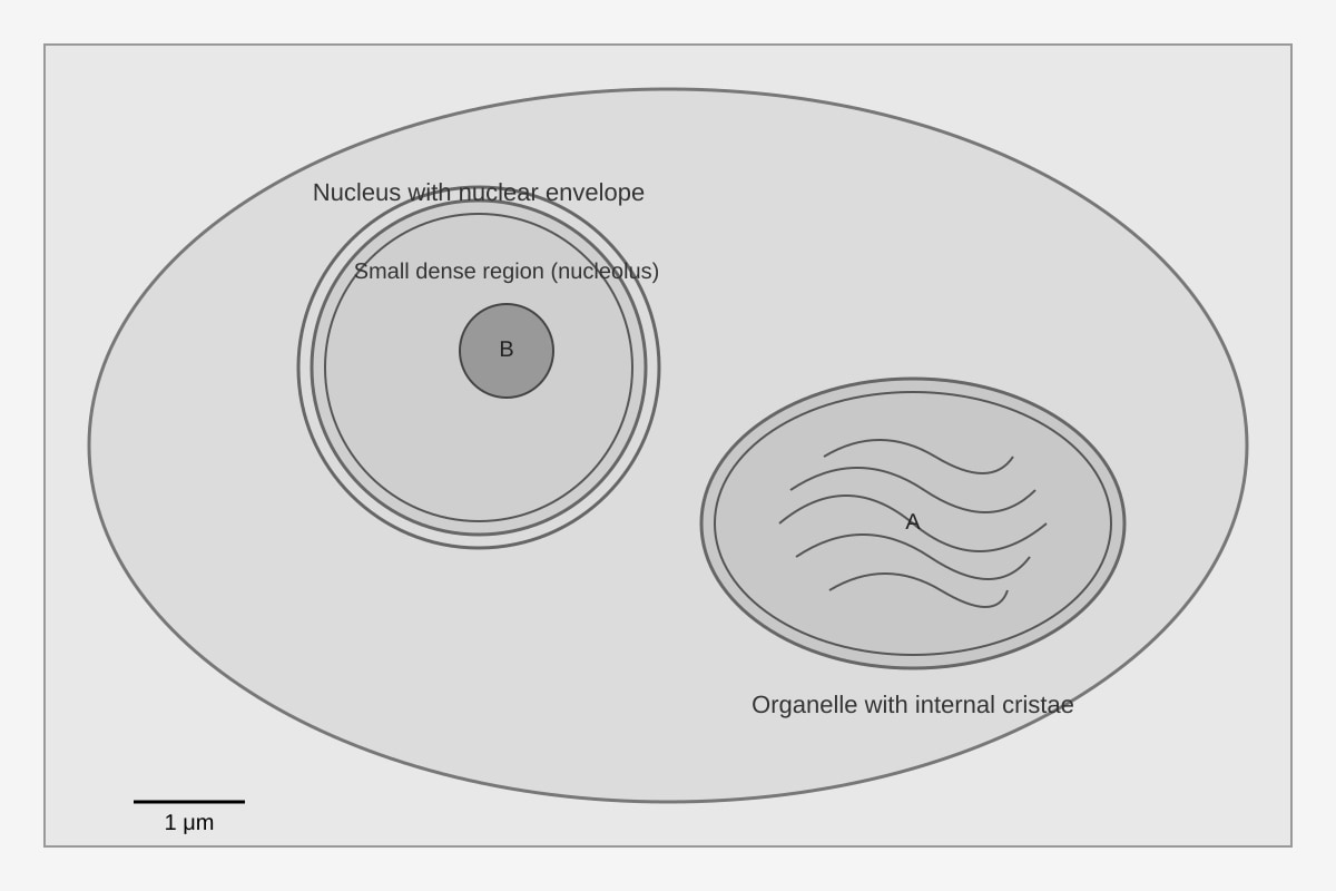 Figure for Q2 (ALEVEL Biology H2)