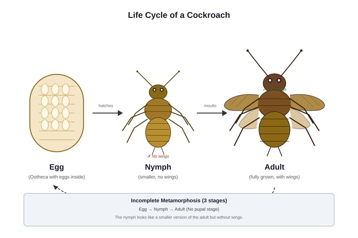 Diagram for Q26 (P5 Science)