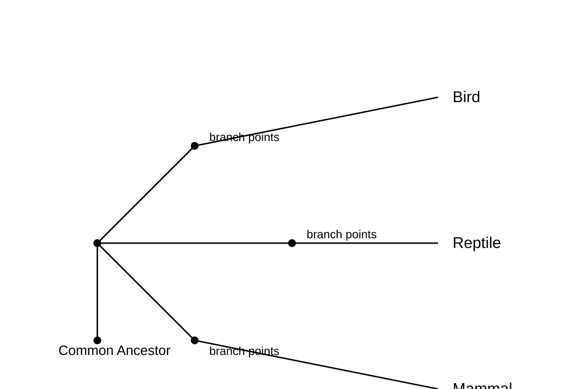 Diagram for Q4 (SEC3 Biology)