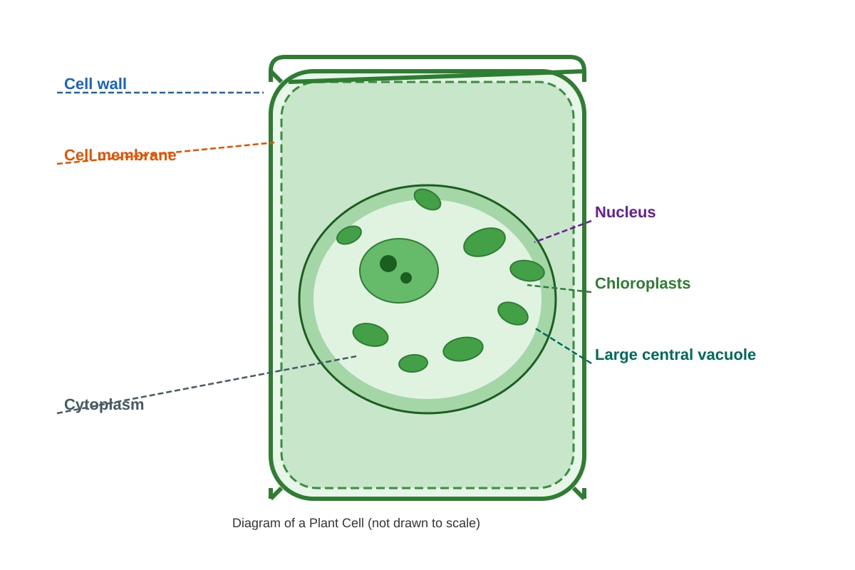 Diagram for Q3 (P6 Science)