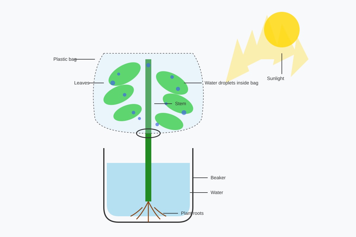 Diagram for Q37 (P4 Science)