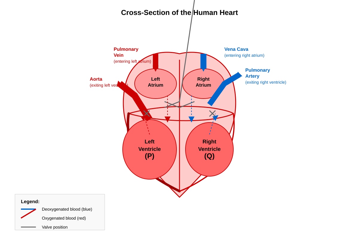 Diagram for Q23 (P6 Science)