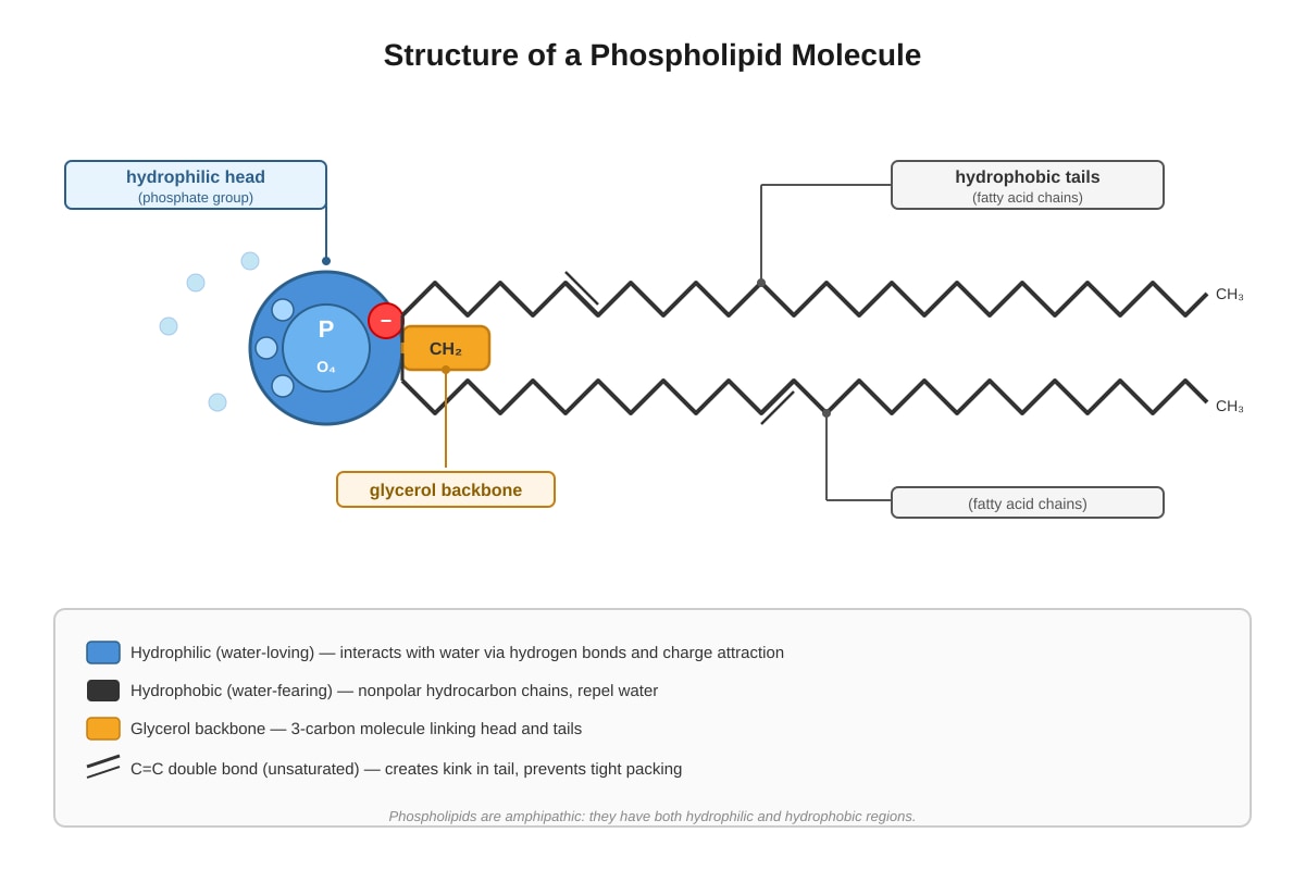 Diagram for Q13 (ALEVEL Biology H2)