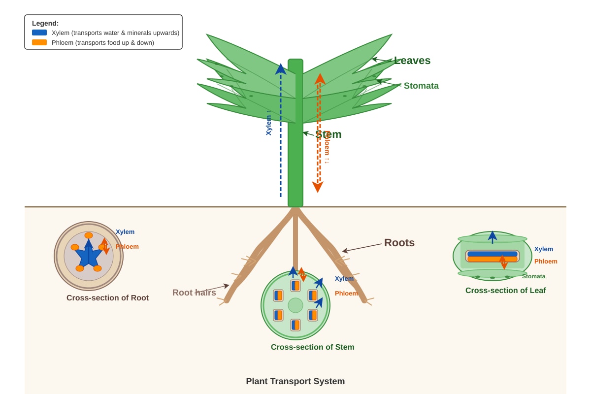 Diagram for Q17 (P5 Science)