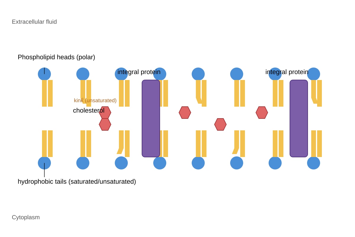 Diagram for Q6 (ALEVEL Biology H2)