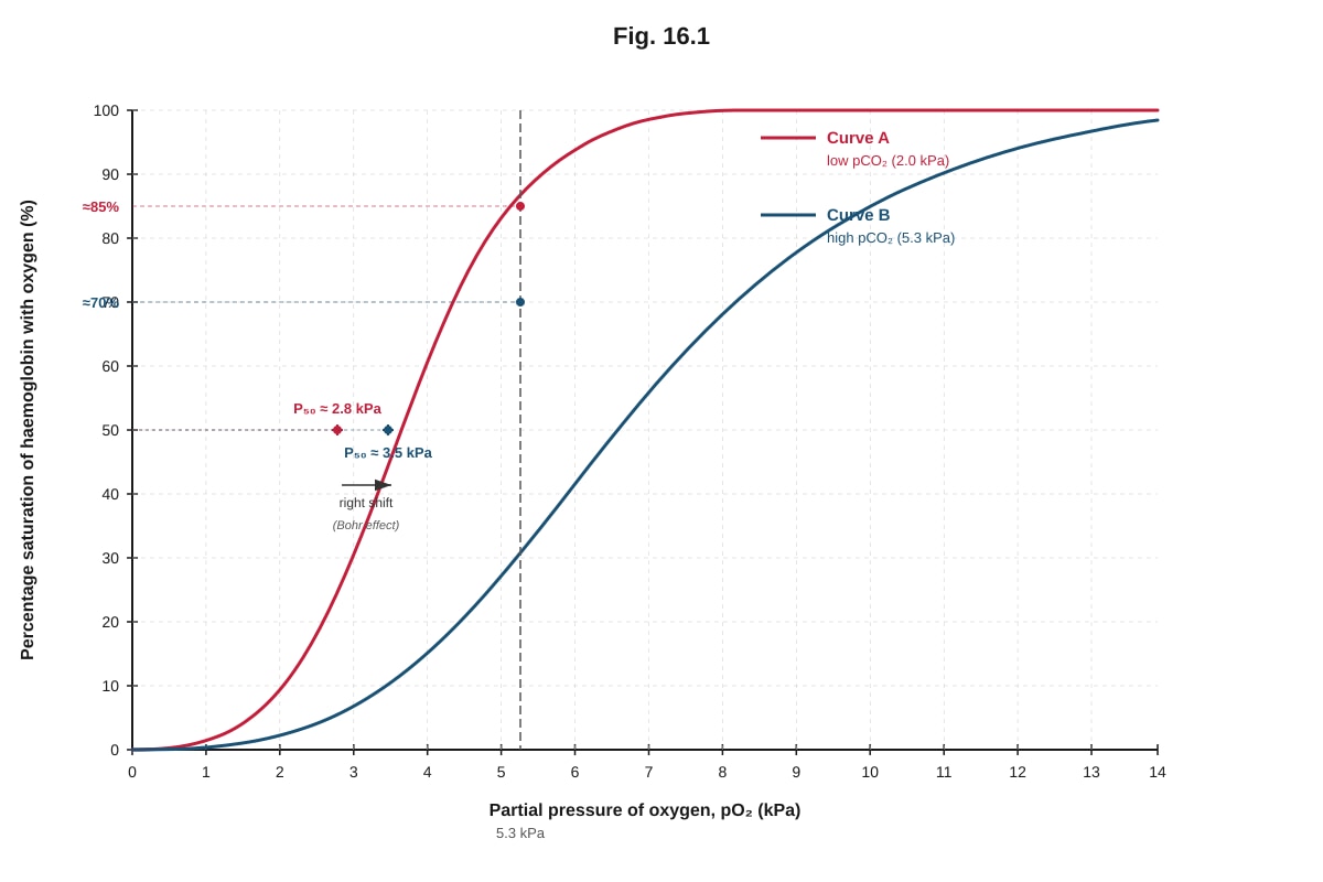 Graph for Q16 (ALEVEL Biology H2)