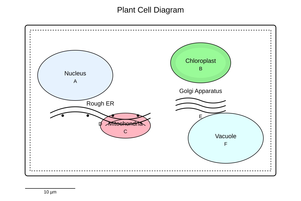 Diagram for placeholder 1 (OLEVEL Biology)
