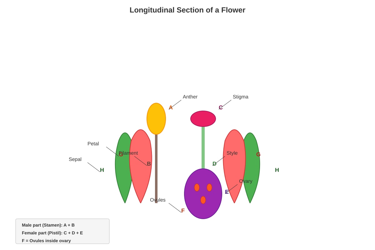 Diagram for Q16 (P5 Science)