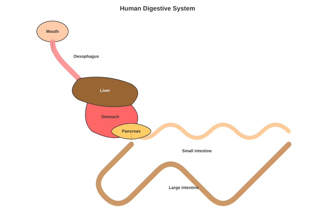 Diagram for Q11 (P5 Science)