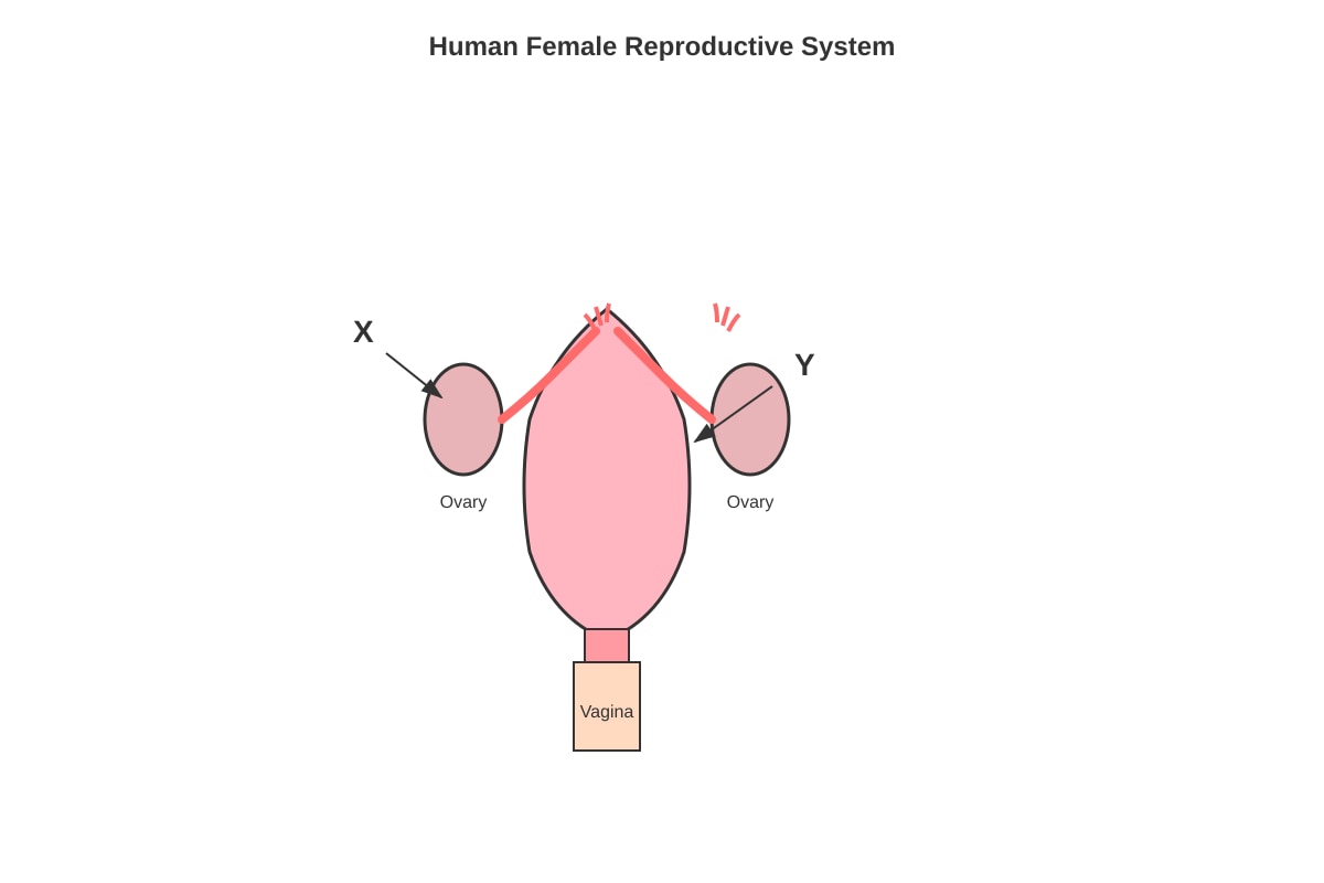 Diagram for Q23 (P5 Science)