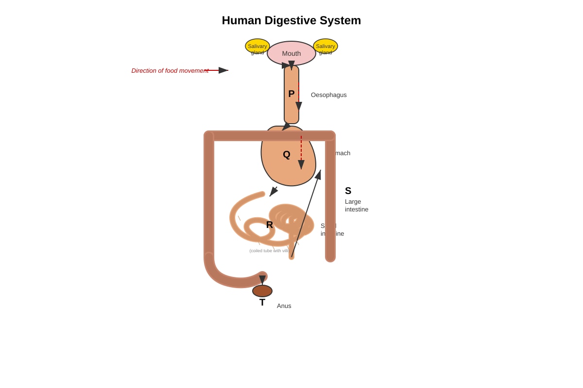 Diagram for Q11 (P6 Science)