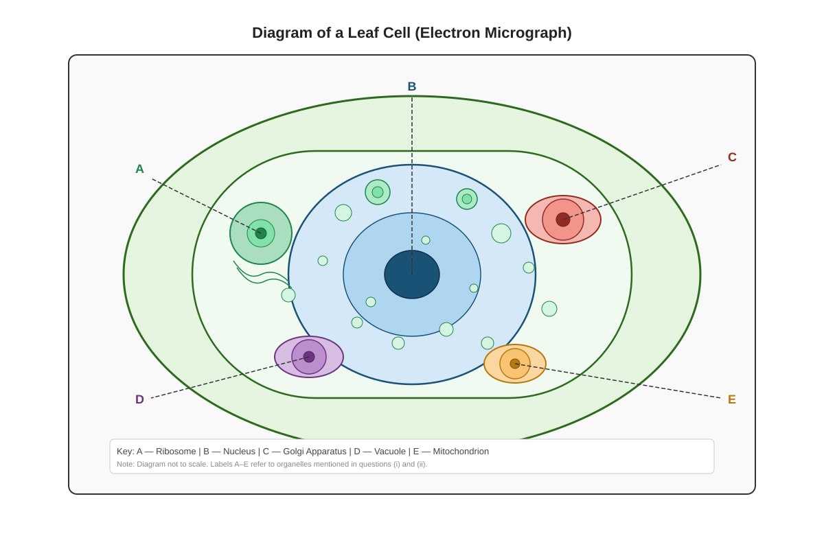 Diagram for placeholder 1 (OLEVEL Biology)