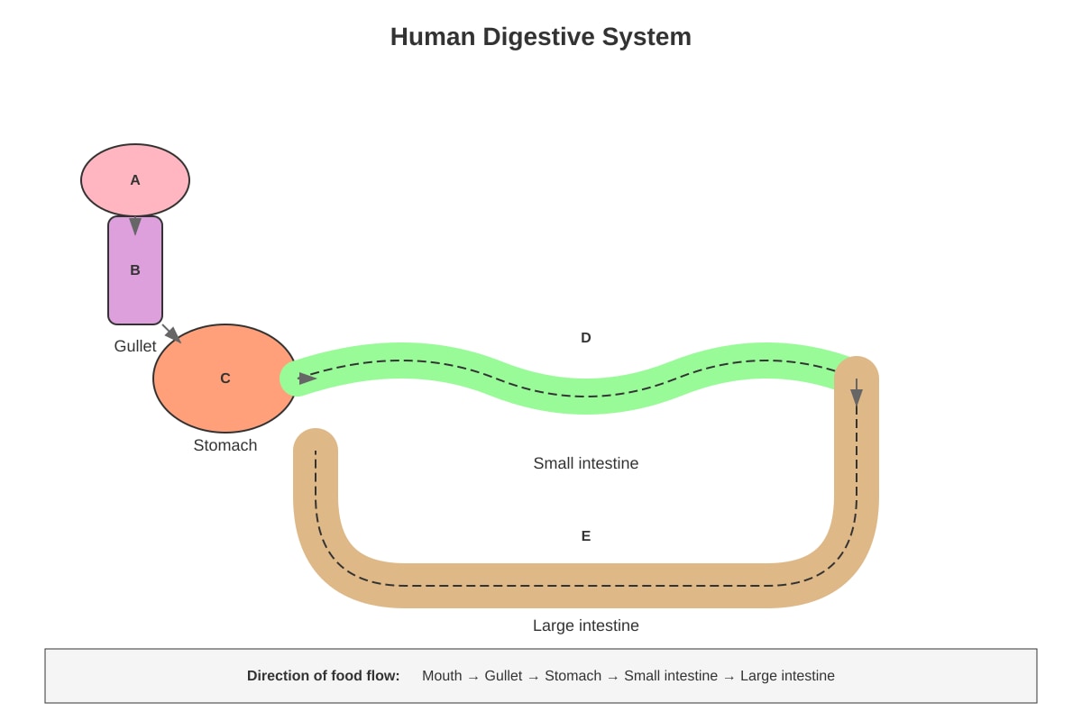 Diagram for Q34 (P4 Science)