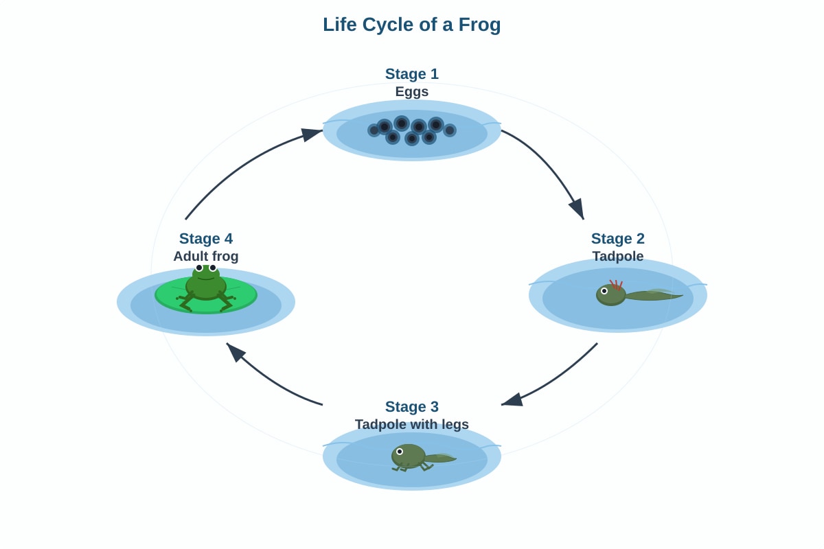 Diagram for Q13 (P4 Science)