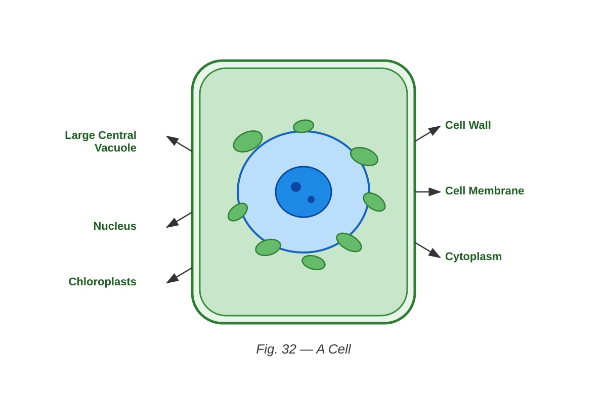 Diagram for Q32 (P6 Science)