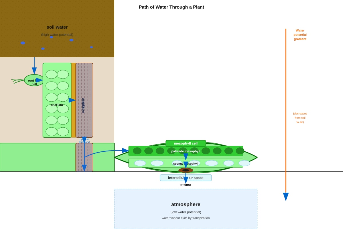 Diagram for Q17 (SEC3 Biology)