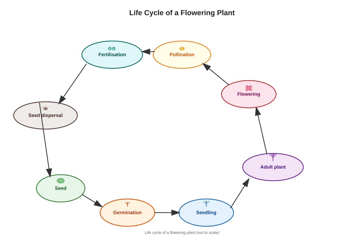 Diagram for Q10 (P5 Science)