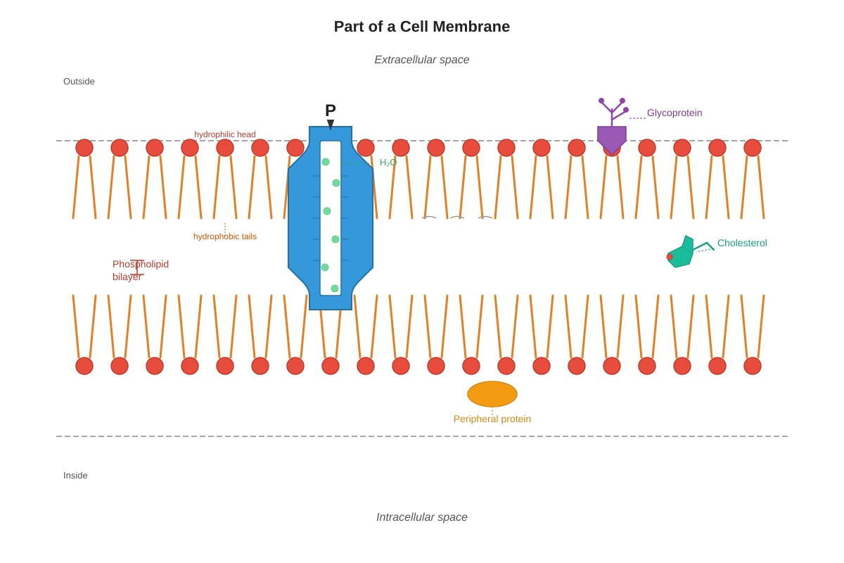 Diagram for placeholder 3 (SEC4 Combined Sci Bio)