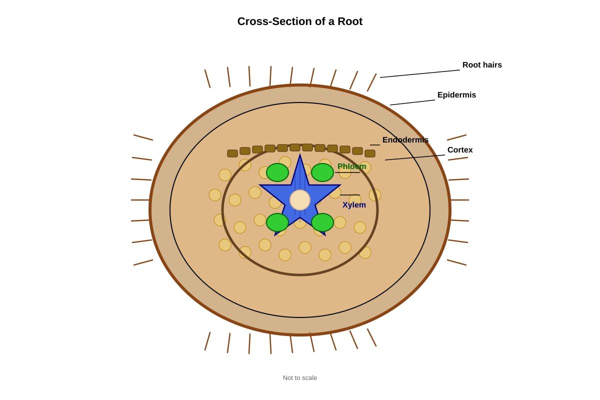 Diagram for Q38 (P4 Science)