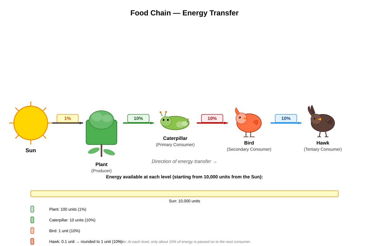 Diagram for Q28 (P5 Science)