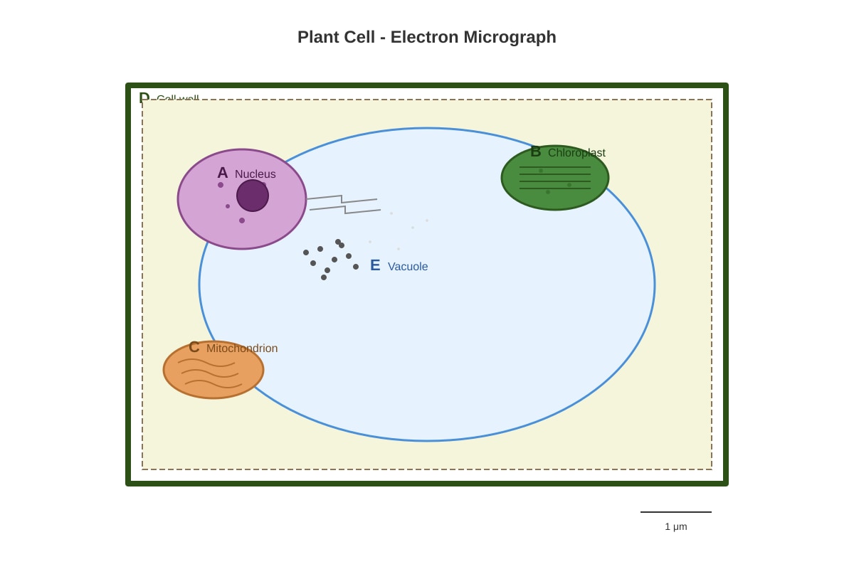 Diagram for placeholder 1 (SEC4 Pure Biology)
