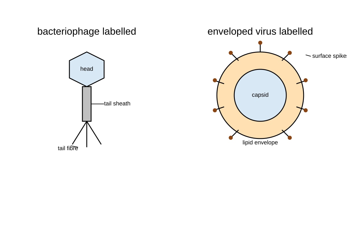 Figure for Q4 (ALEVEL Biology H2)