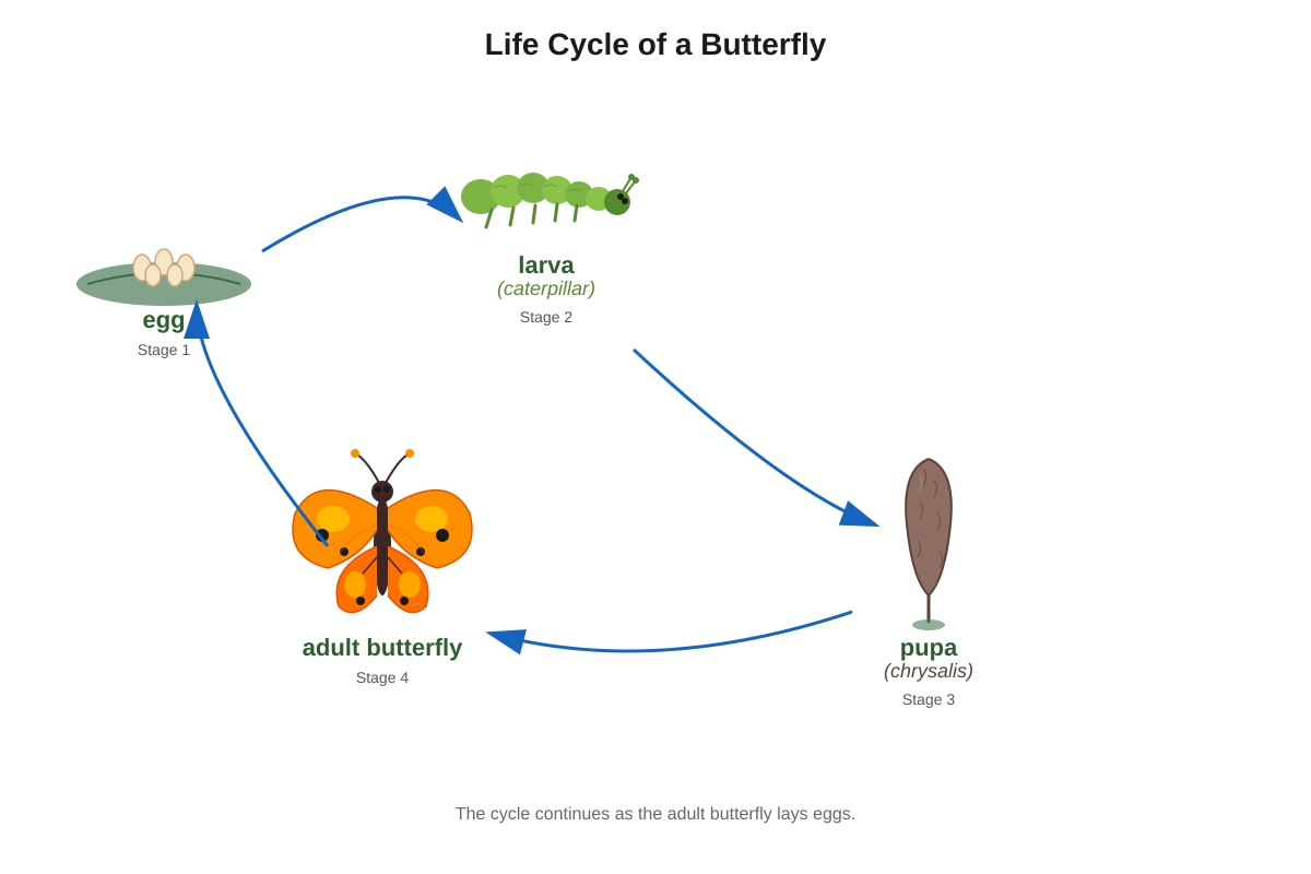 Diagram for Q13 (P5 Science)