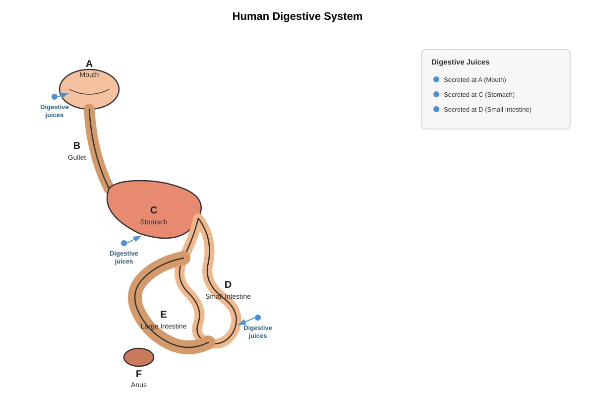 Diagram for Q19 (P4 Science)