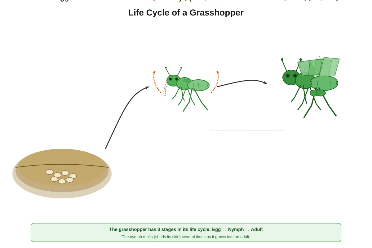 Diagram for Q4 (P4 Science)