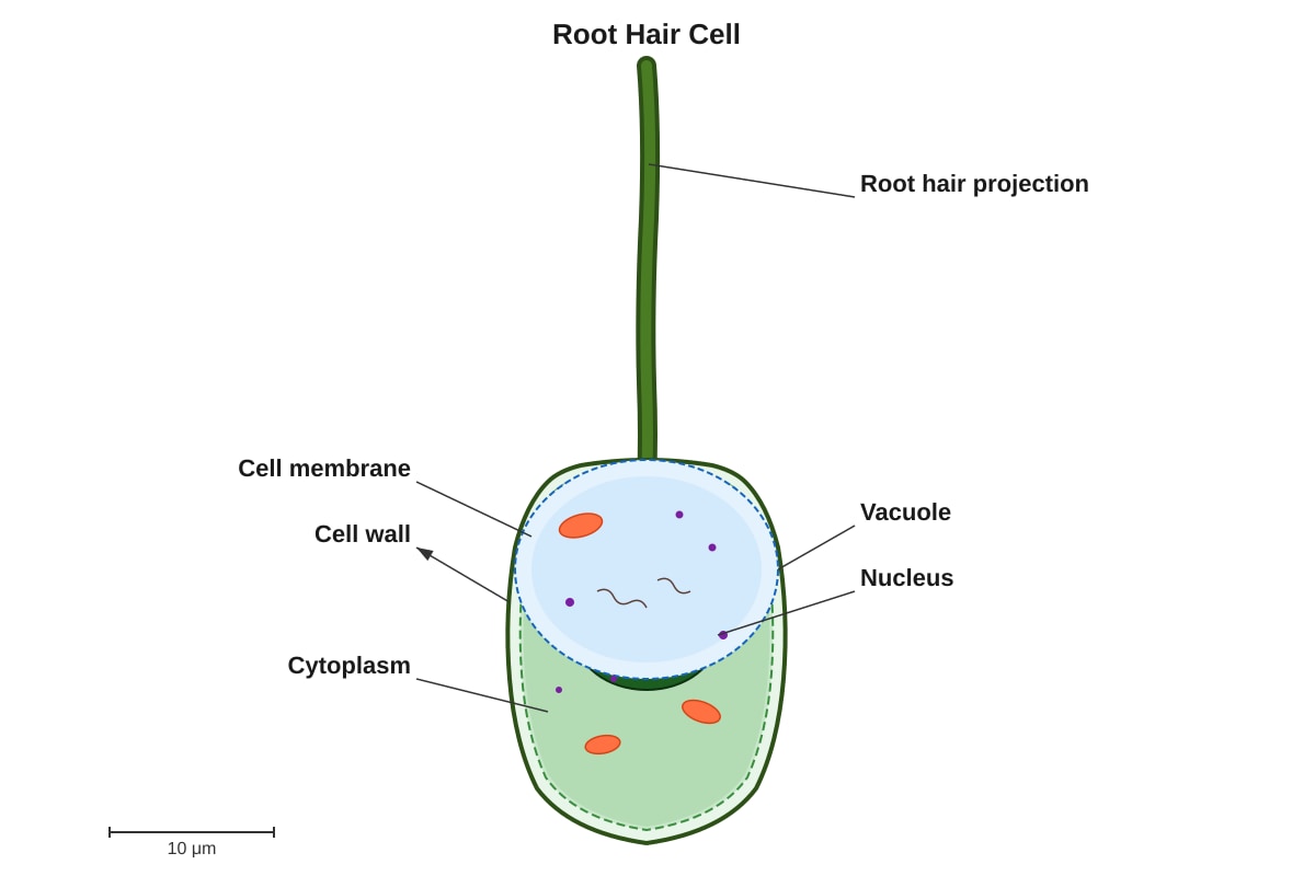 Diagram for placeholder 4 (SEC4 Pure Biology)