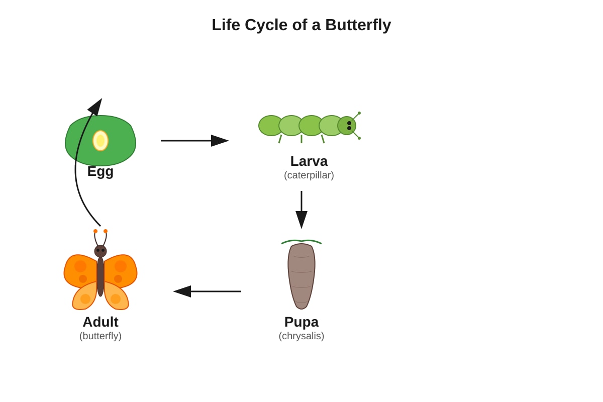 Diagram for Q12 (P4 Science)