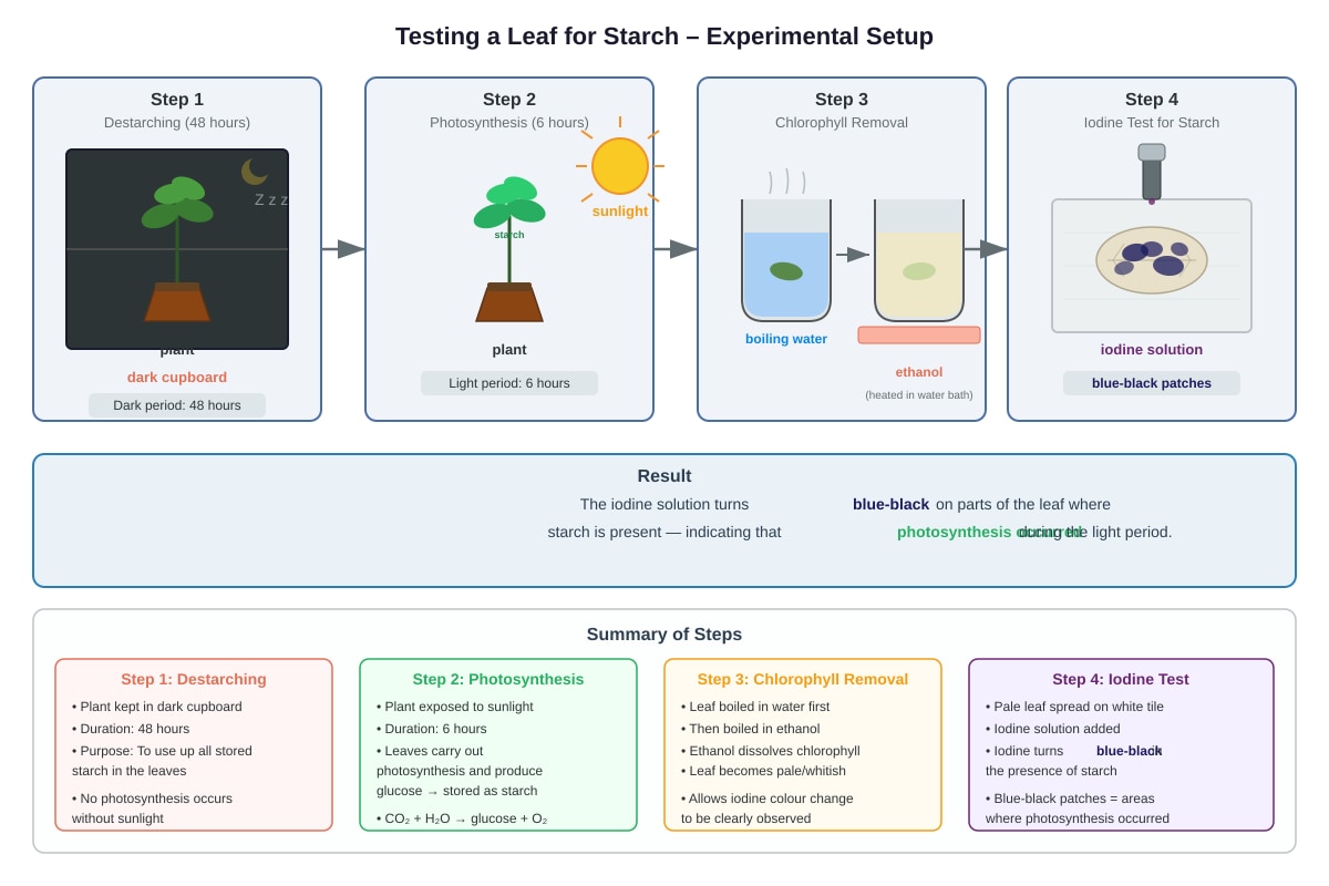 Experimental Setup for Q36 (P5 Science)
