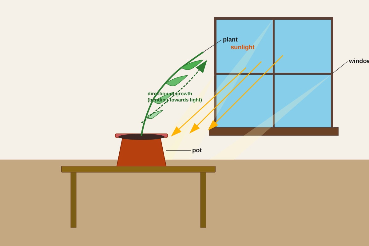 Diagram for Q20 (P5 Science)