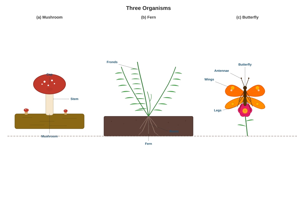 Diagram for Q29 (P4 Science)